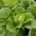 四季火娃快菜种子无毛速生小白菜种籽甜嫩苗用大白菜四季