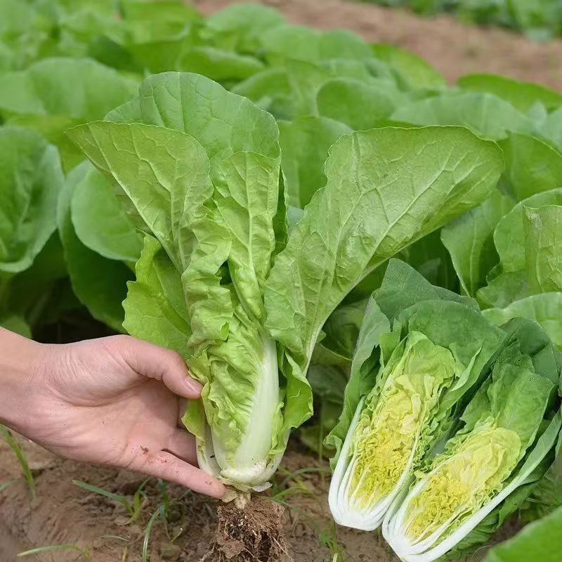 四季火娃快菜种子无毛速生小白菜种籽甜嫩苗用大白菜四季