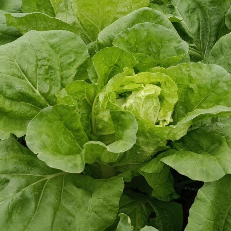 四季火娃快菜种子无毛速生小白菜种籽甜嫩苗用大白菜四季