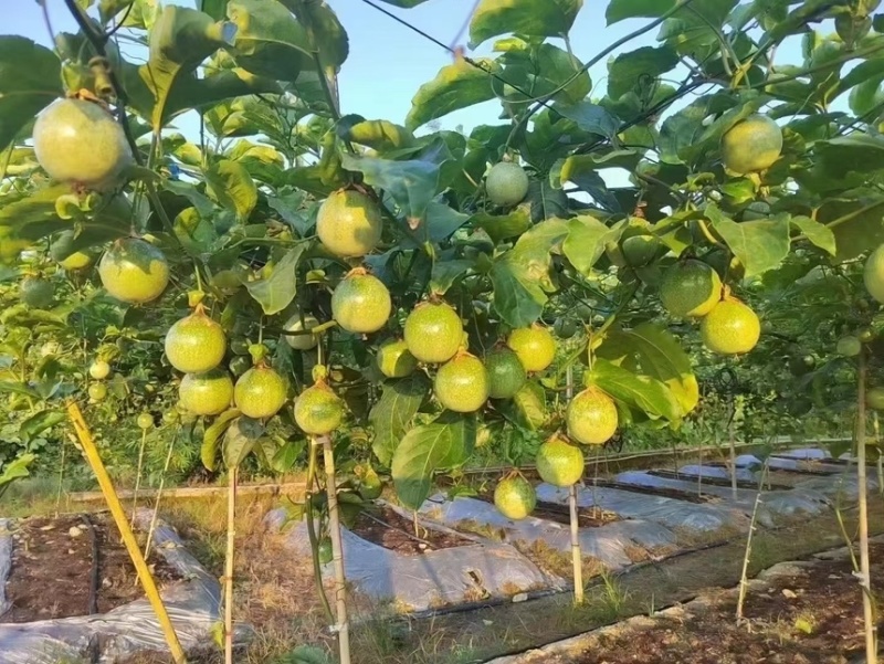 自家种的钦蜜9号