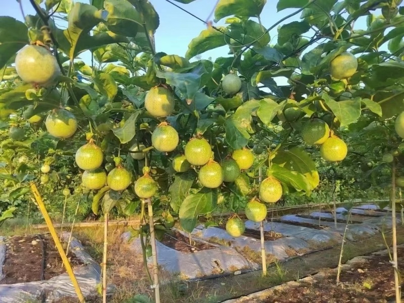 自家种的钦蜜9号