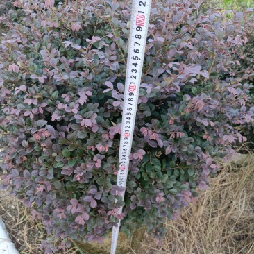 红继木/红花继木球/基地直销59元/棵自提价