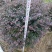 红继木/红花继木球/基地直销59元/棵自提价