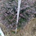 红继木/红花继木球/基地直销59元/棵自提价