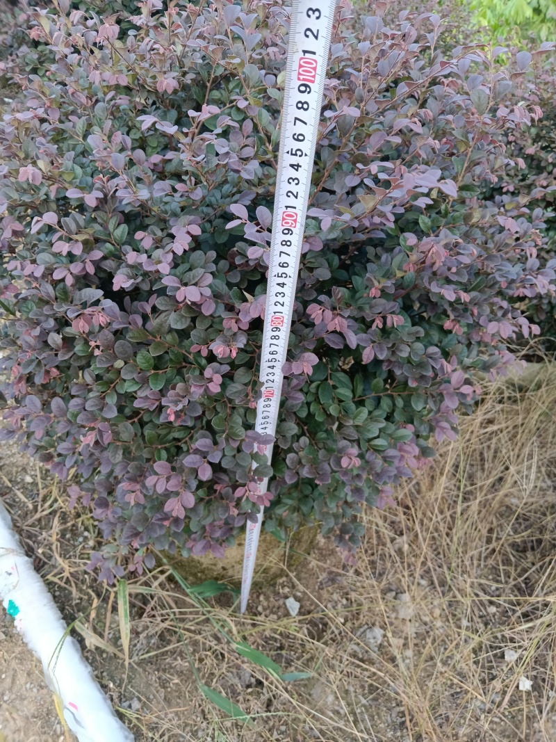 红继木/红花继木球/基地直销59元/棵自提价