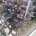 红继木/红花继木球/基地直销59元/棵自提价