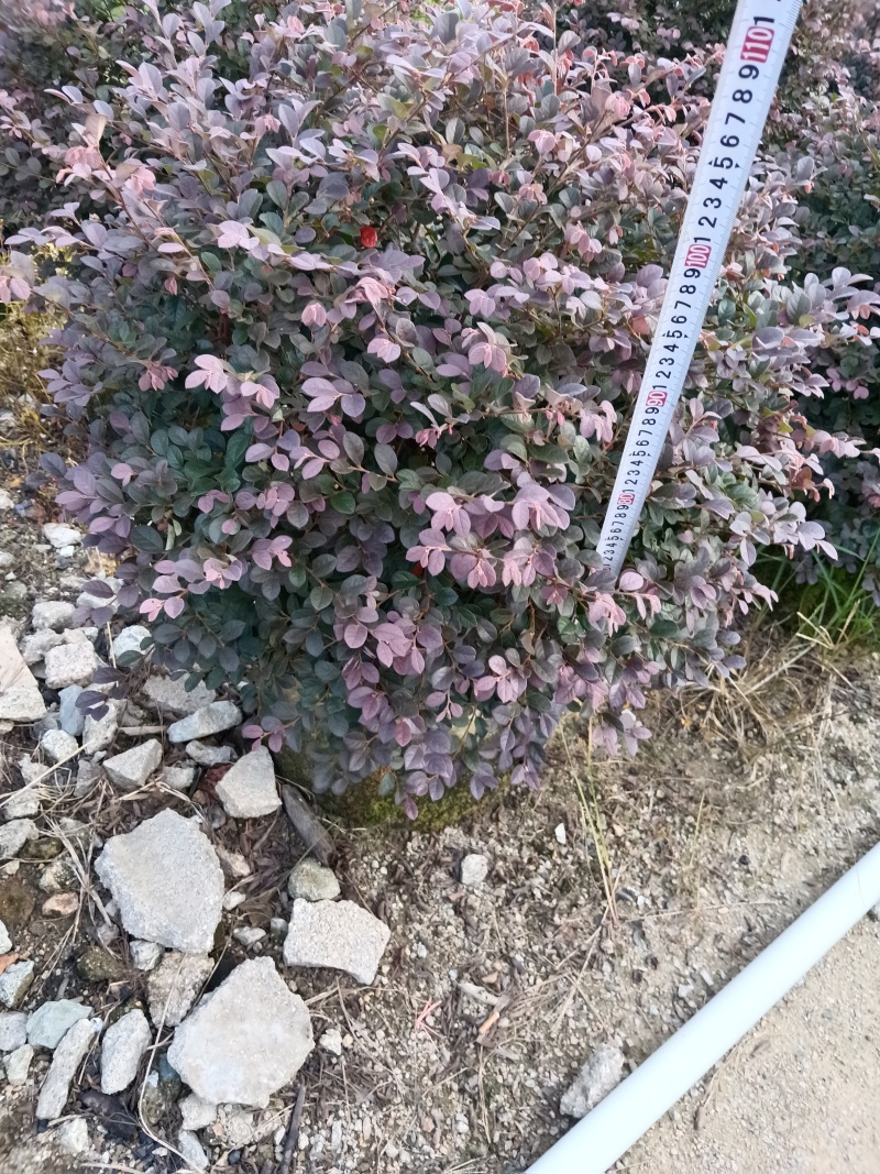 红继木/红花继木球/基地直销59元/棵自提价
