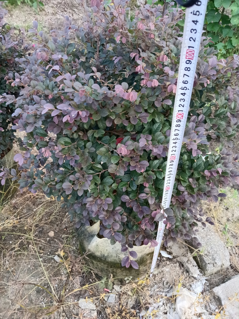 红继木/红花继木球/基地直销59元/棵自提价