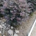 红继木/红花继木球/基地直销59元/棵自提价