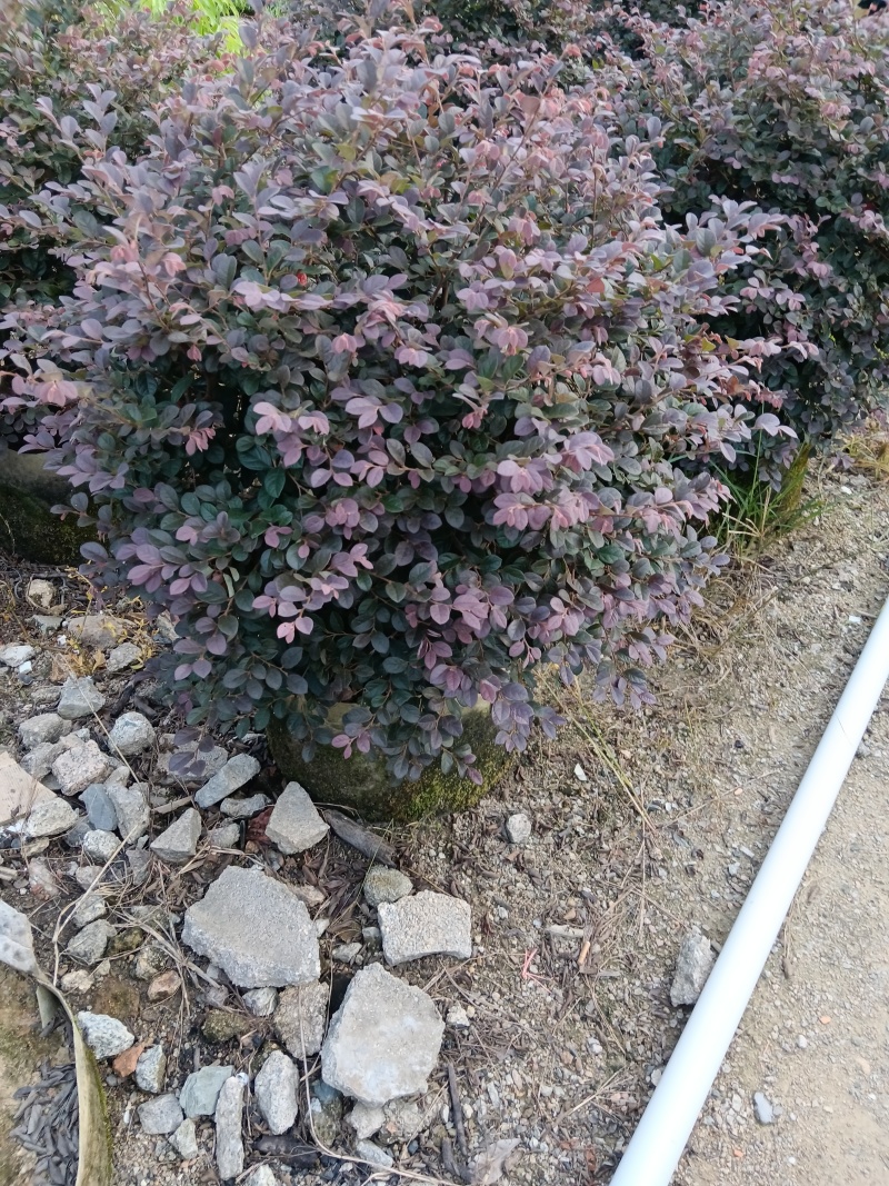 红继木/红花继木球/基地直销59元/棵自提价