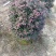 红继木/红花继木球/基地直销59元/棵自提价