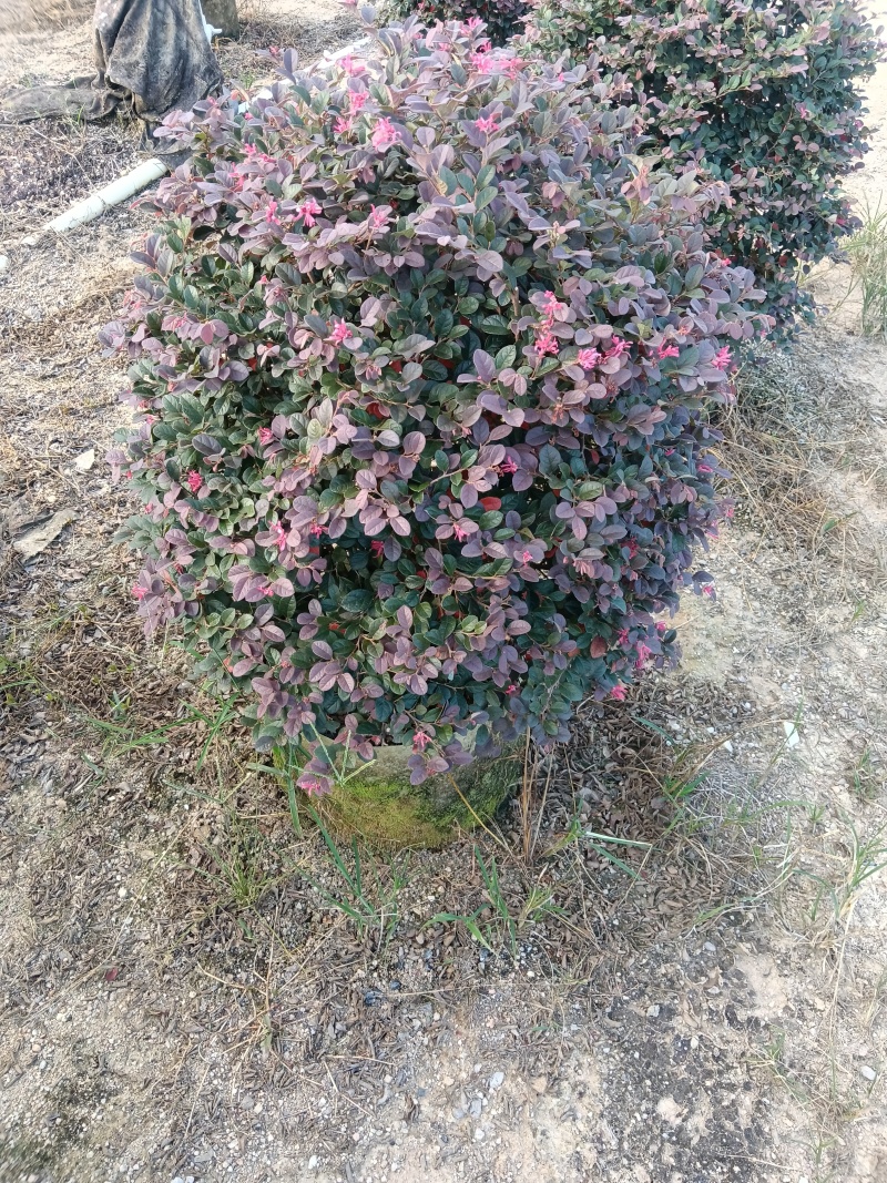 红继木/红花继木球/基地直销59元/棵自提价