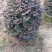 红继木/红花继木球/基地直销59元/棵自提价