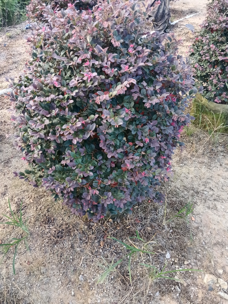 红继木/红花继木球/基地直销59元/棵自提价
