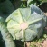 山西晋中圆包菜/甘蓝/硬包菜/卷心菜/当天采摘