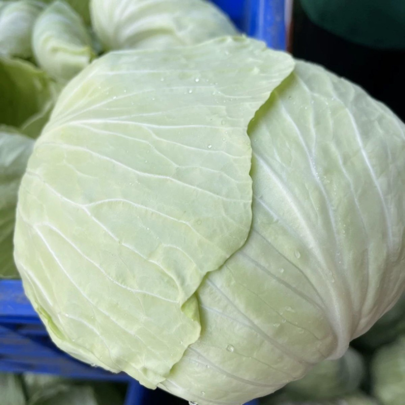 山西晋中圆包菜/甘蓝/硬包菜/卷心菜/当天采摘