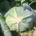 山西晋中圆包菜/甘蓝/硬包菜/卷心菜/当天采摘