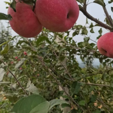 好吃的壶口瀑布红富士苹果已经大量上市需要了电话联系