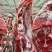 牛肉全牛十六分体精修去油纯干货统价23一斤一件起发