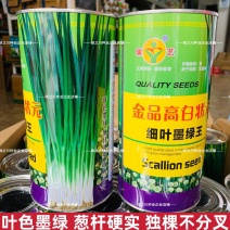 金品高白状元香葱种籽细叶墨绿王葱种子葱杆硬实直立大葱种子