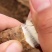 河南山药淮山药规格齐全，诚信经营，可视频看货代发全国