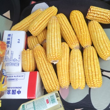 25年玉米棒大量出售