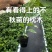 精品百香果苗/嫁接台农/量大从优质量保证欢迎咨询