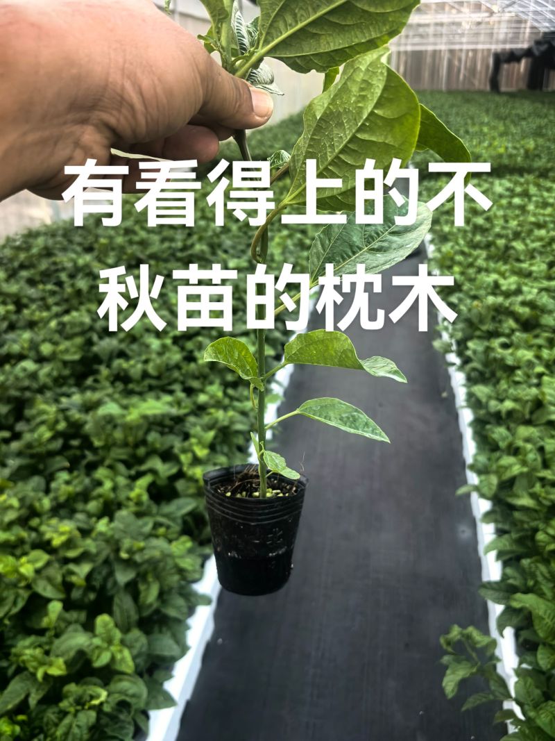 精品百香果苗/嫁接台农/量大从优质量保证欢迎咨询