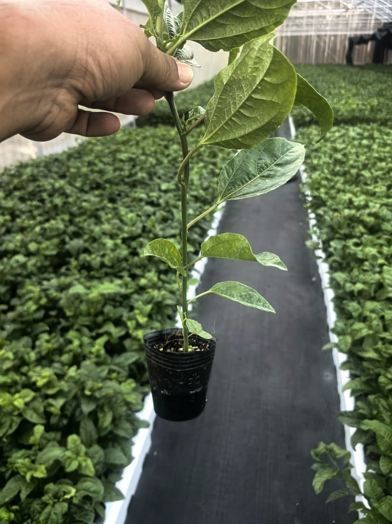 精品百香果苗/嫁接台农/量大从优质量保证欢迎咨询