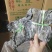 海带球干海带海带卷海带海带干海带皮海带散菜产地直供