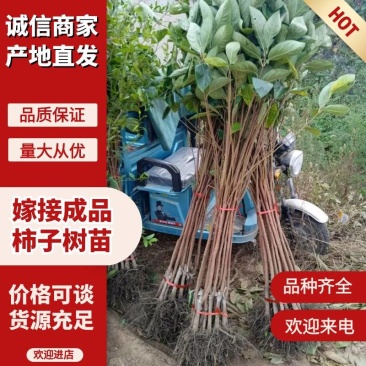 阳丰甜柿子树苗盆地栽脆柿子苗嫁接果树苗甜柿水果柿子树包邮