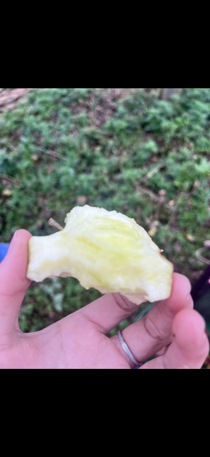 昭通糖心苹果