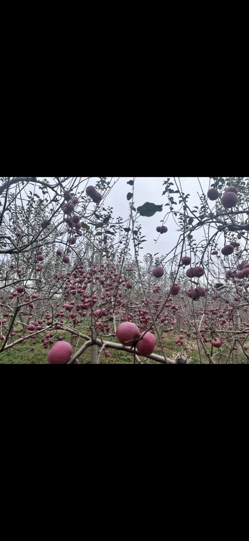 昭通糖心苹果