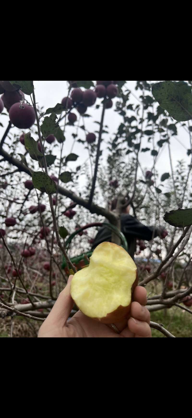 昭通糖心苹果