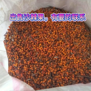 沙棘果出售，一件代发