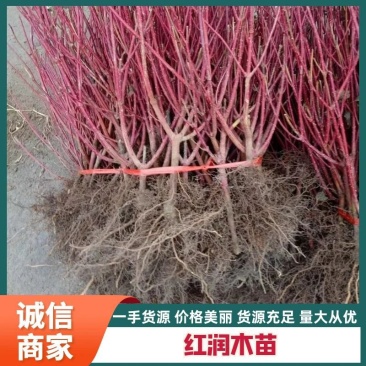日本红瑞木树苗红杆麻球红柳枝条绿化苗木户外庭院植物树包邮