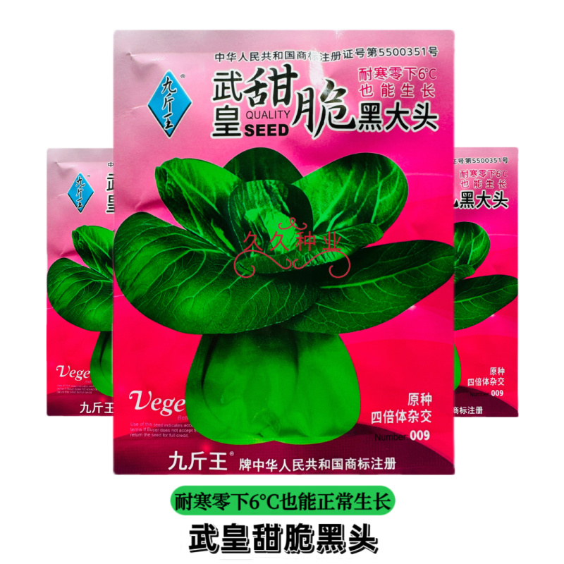 武皇甜脆黑大头青梗菜种子味鲜质嫩高产耐寒农家春秋播