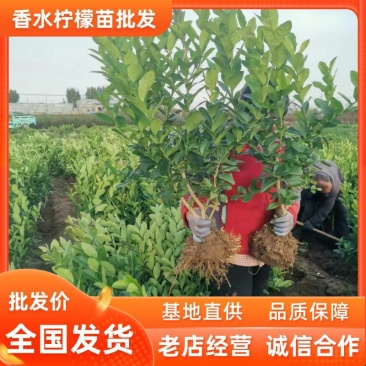 柠檬苗嫁接苗无籽四季结果广东香水青柠檬果树苗盆栽地栽当年