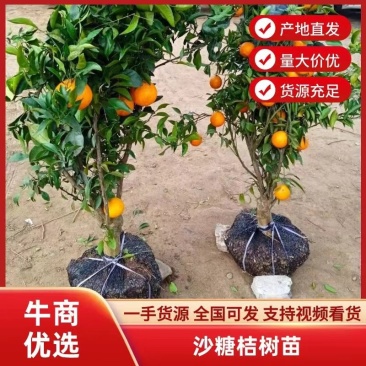 丑橘树苗丑桔树苗正宗不知火带果发货嫁接柑桔苗丑八怪橘子果
