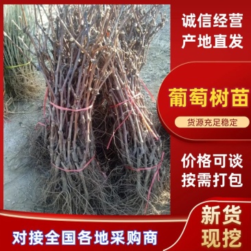 甜蜜无籽蓝宝石葡萄树苗南北方种植耐寒葡萄爬藤盆栽地栽当年