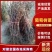 甜蜜无籽蓝宝石葡萄树苗南北方种植耐寒葡萄爬藤盆栽地栽当年