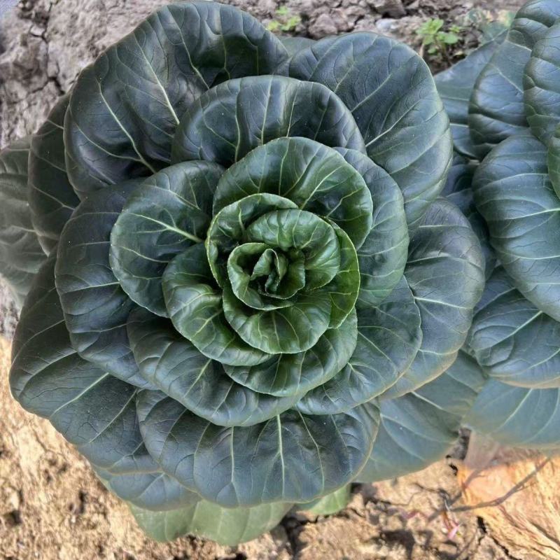 真好吃黑美人青菜种子高产耐寒青梗菜四季蔬菜种籽苏州青种孑