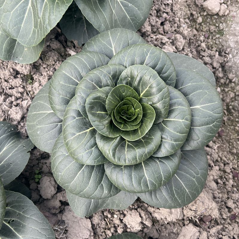 真好吃黑美人青菜种子高产耐寒青梗菜四季蔬菜种籽苏州青种孑