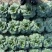真好吃黑美人青菜种子高产耐寒青梗菜四季蔬菜种籽苏州青种孑