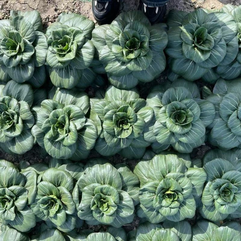 真好吃黑美人青菜种子高产耐寒青梗菜四季蔬菜种籽苏州青种孑