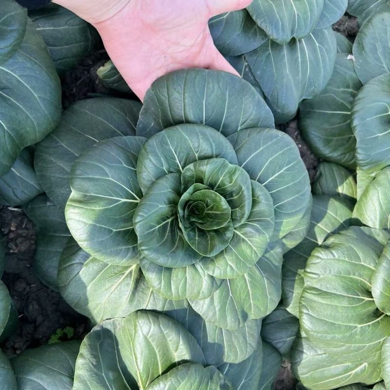 真好吃黑美人青菜种子高产耐寒青梗菜四季蔬菜种籽苏州青种孑