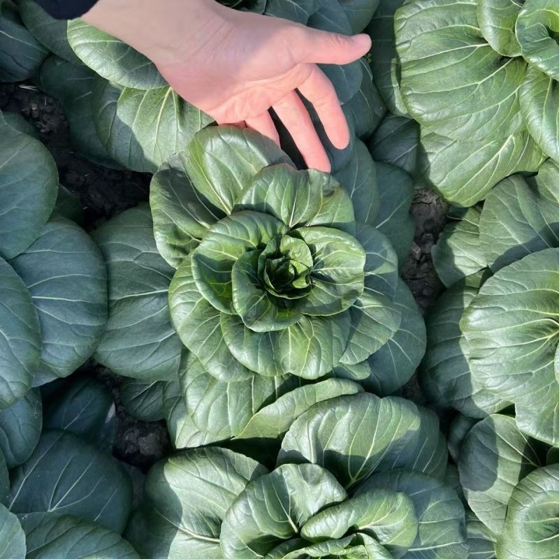 真好吃黑美人青菜种子高产耐寒青梗菜四季蔬菜种籽苏州青种孑