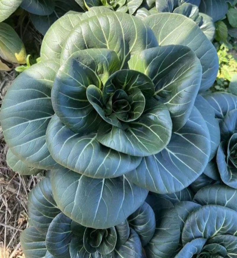 真好吃黑美人青菜种子高产耐寒青梗菜四季蔬菜种籽苏州青种孑