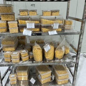 乌兰察布速冻甜玉米粒—小粒