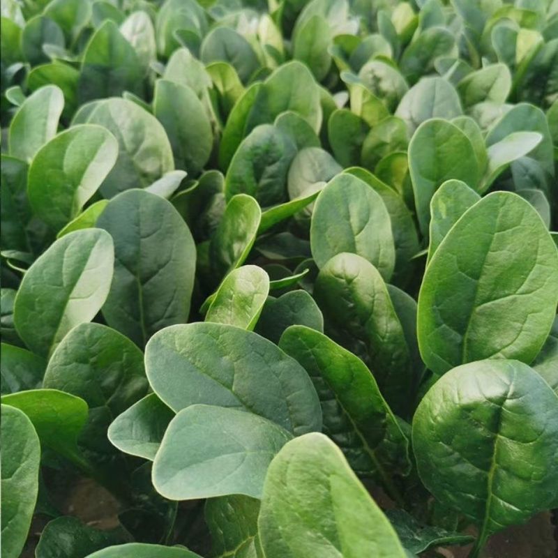 黑美人菠菜种子中熟黑绿圆叶菠菜种籽春秋季耐寒耐抽苔菠菜种